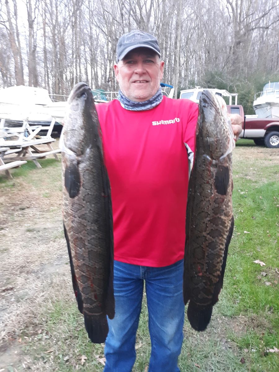Capt. Jerry Sersen holding two snakeheads